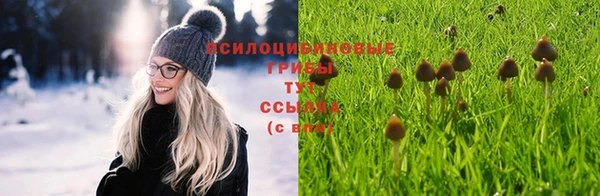 стафф Алзамай